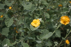Abutilon pannosum